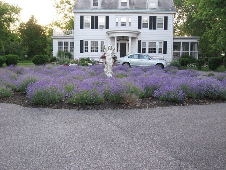 springtime lavender in bloom