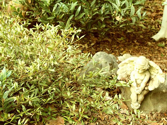 Front Yard Garden