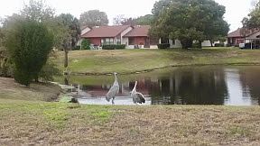 Bear Creek on property