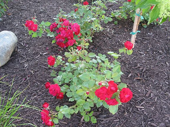 Roses in bloom
