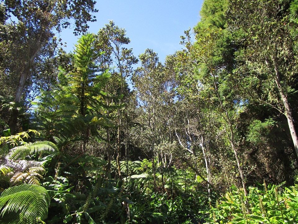 2nd image of Alanui Iiwi