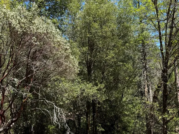 Mitchell Mine Rd, Pine Grove, CA 95665