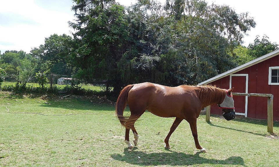 Nice Pasture w/some trees