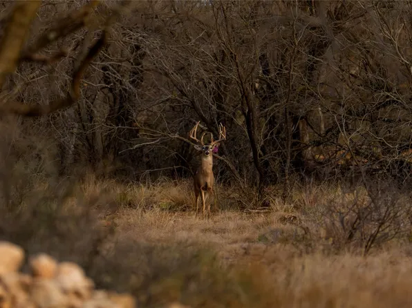 20775 County Road 1445, Paint Rock, TX 76866