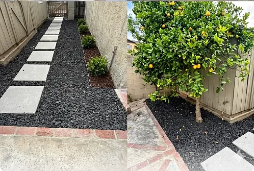 Lemon tree and side yard