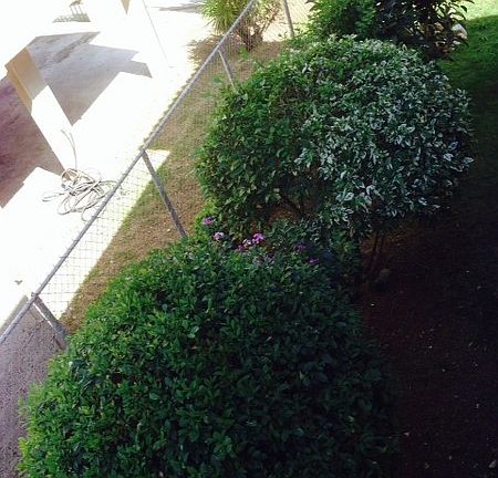 yard trees