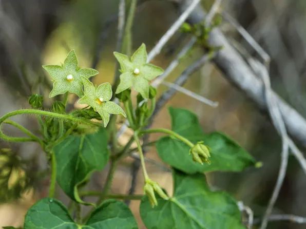 17503 Lake Shore Dr, Dripping Springs, TX 78620