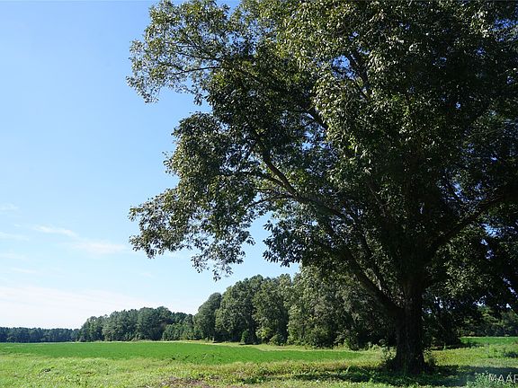 3rd image of 216 County Road 215 Cir
