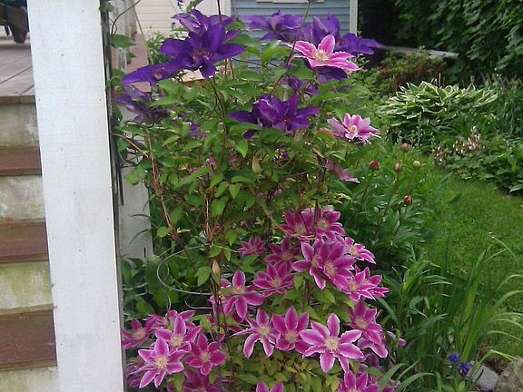garden with shed