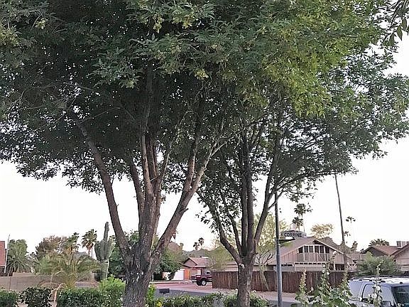 2nd image of 12437 N 27th Pl
