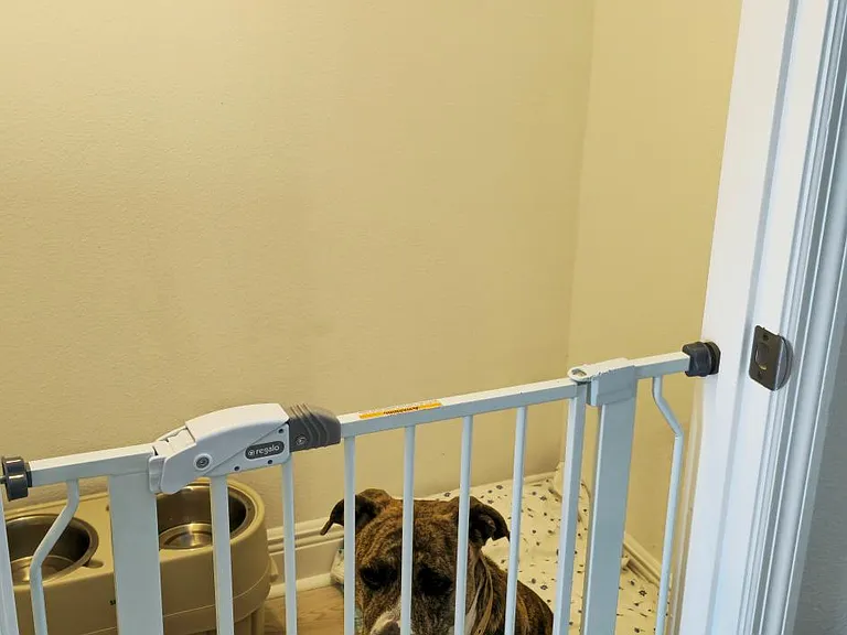Understairs storage (currently storing dog)