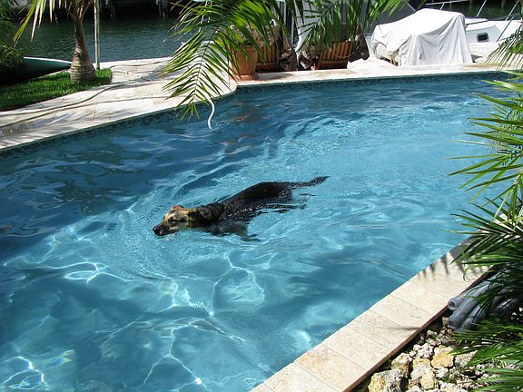 Pool with travertine deck