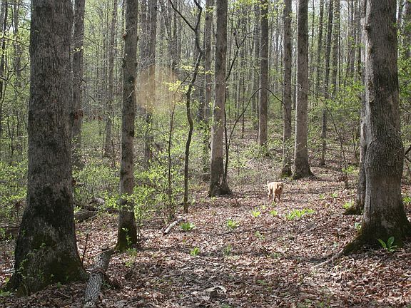 5th image of 5671 Pinewood Rd