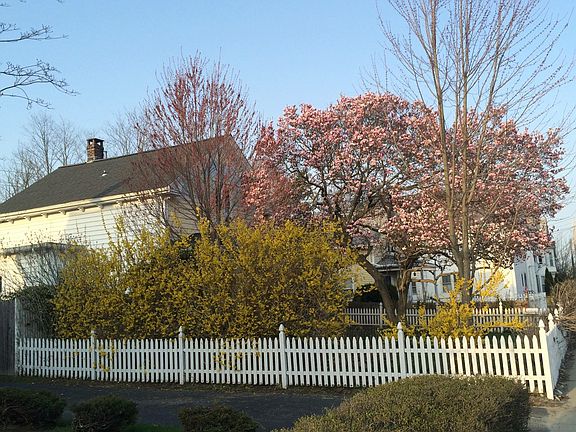 Magnolia tree in bloom