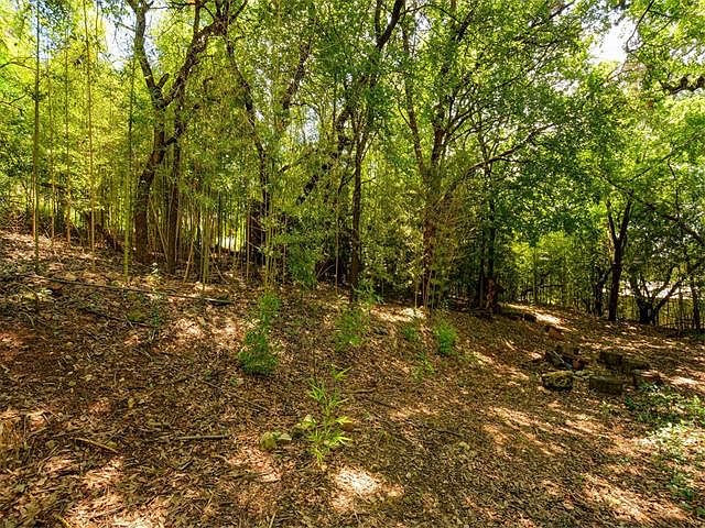 Back yard bamboo grove