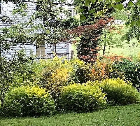 Spirea and Rose circle