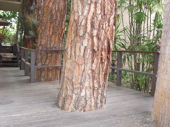 Wood deck
