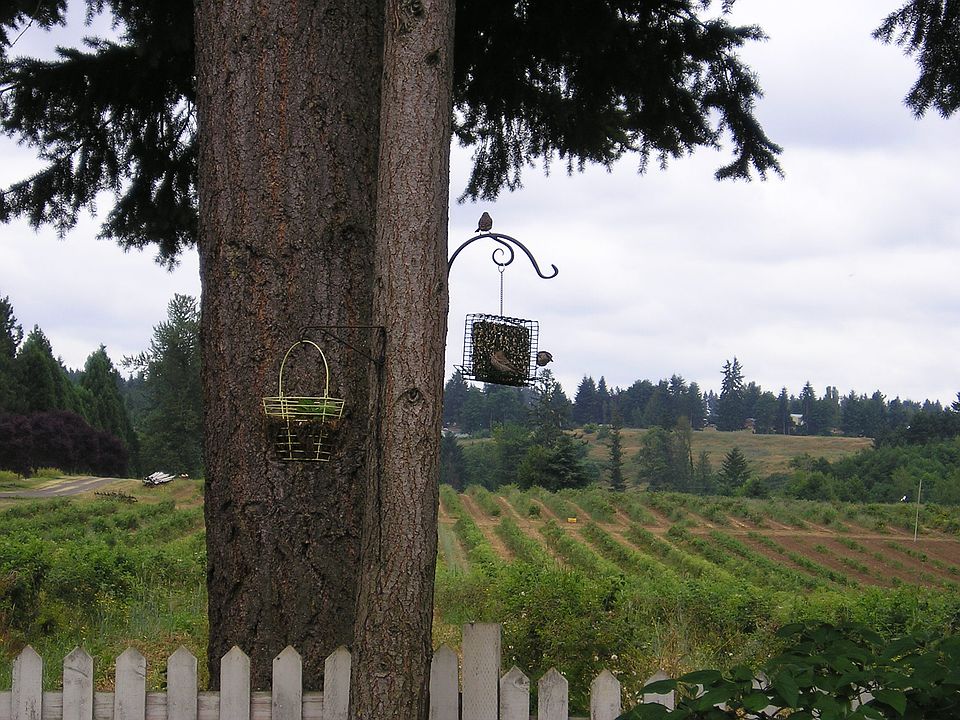Backyard view