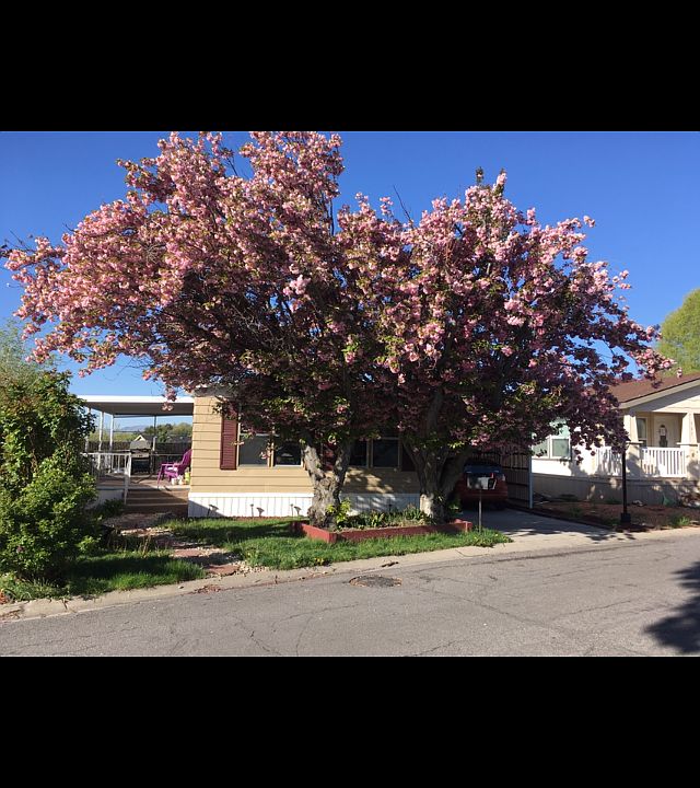 1st image of 981 W Pasque Dr