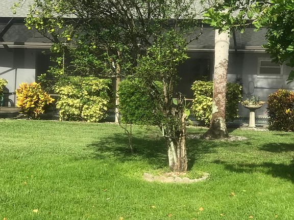 Tangerine and tangelo tree.