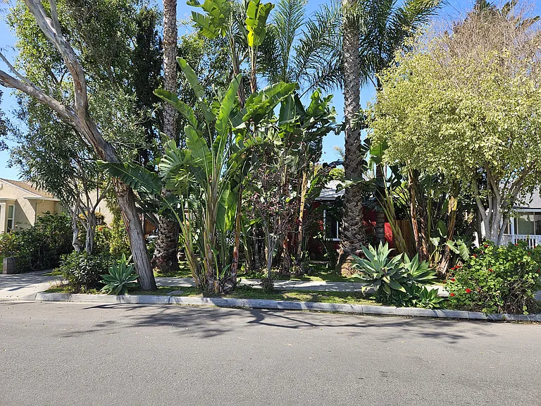Daisy Ave — Photo 5
