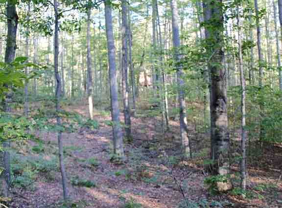 5th image of O Grizzly Lane