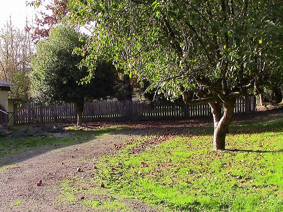Front yard Apple trees