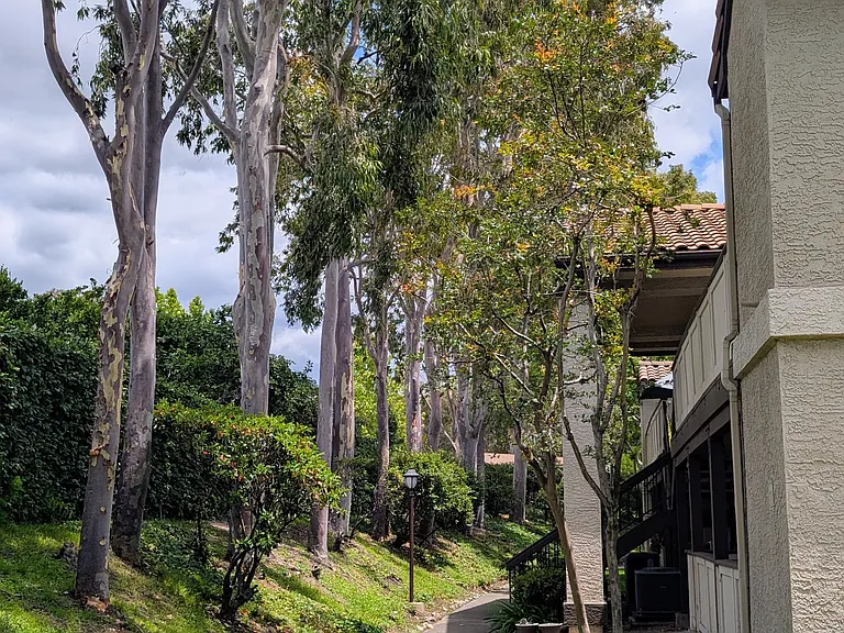Tree-lined path leading to unit