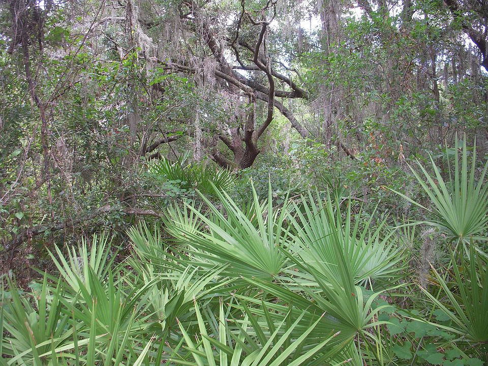 Natural Vegetation