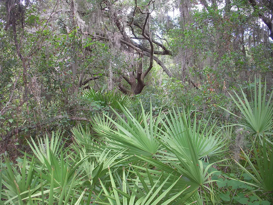 Natural Vegetation