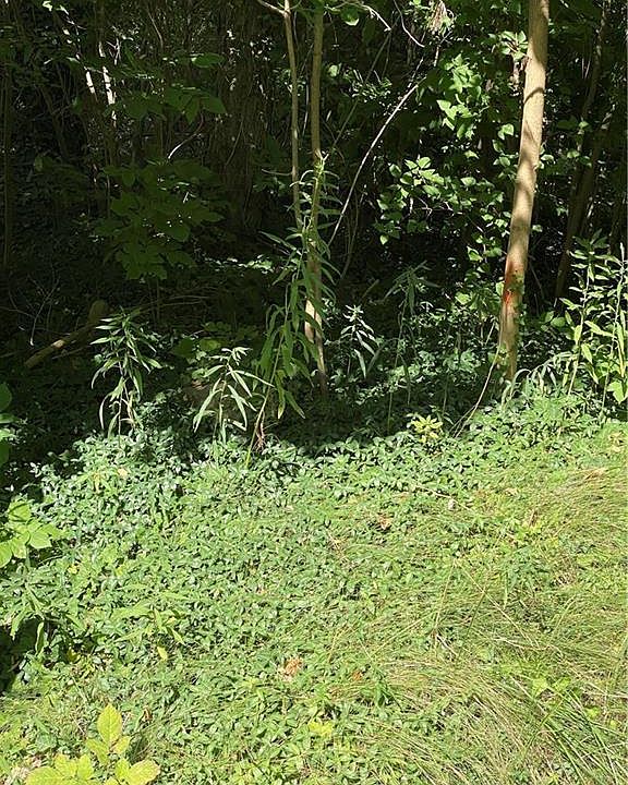 2nd image of Leroy Rd