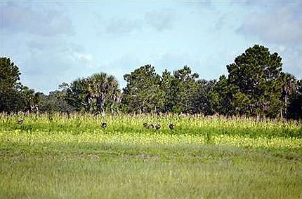 3rd image of 21850 State Road 60