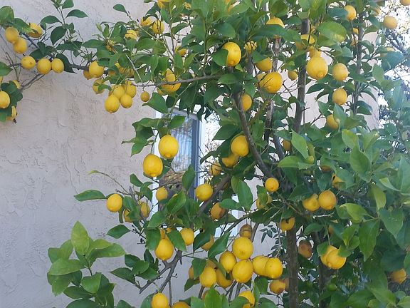 Eureka lemon in side yd