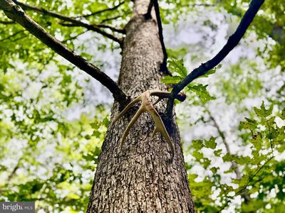 TRACT One S Teter Creek Rd, Belington, WV, 26250