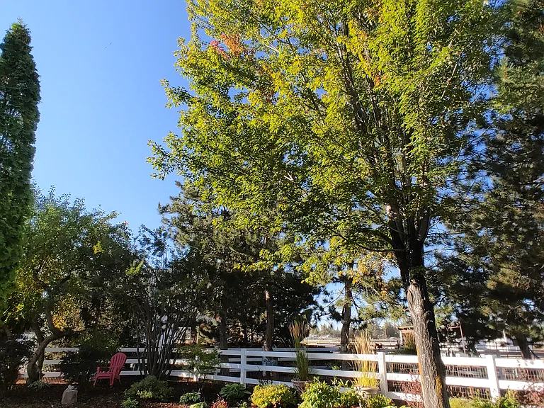 Perennial garden