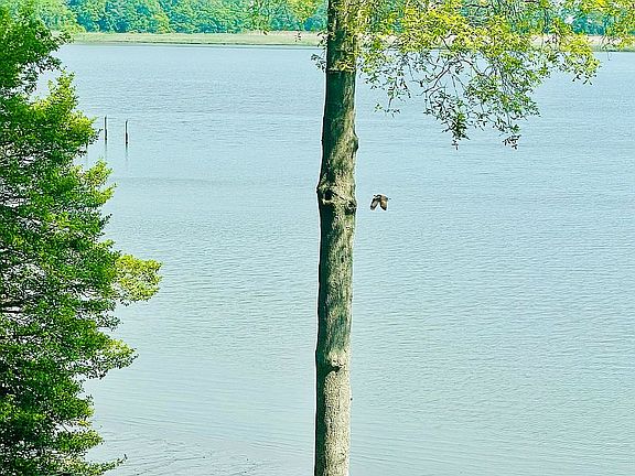 4th image of 29935 Mountain Laurel Dr