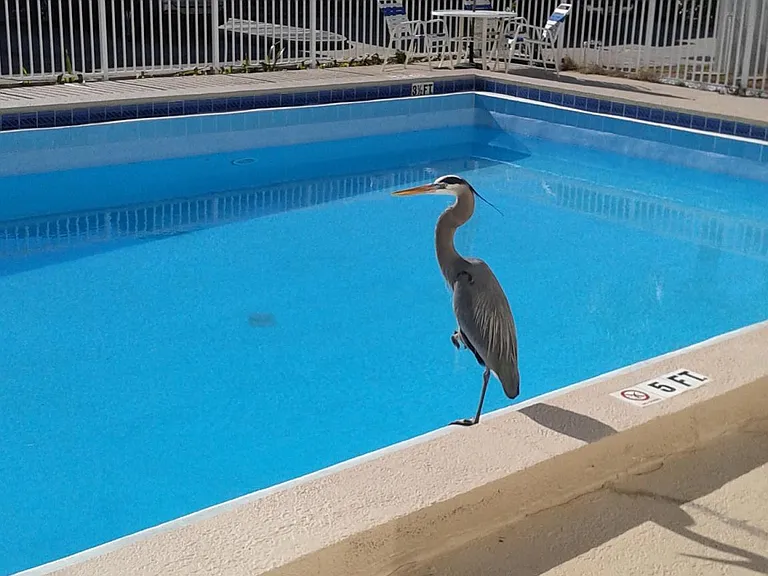 Pool & Sun Deck