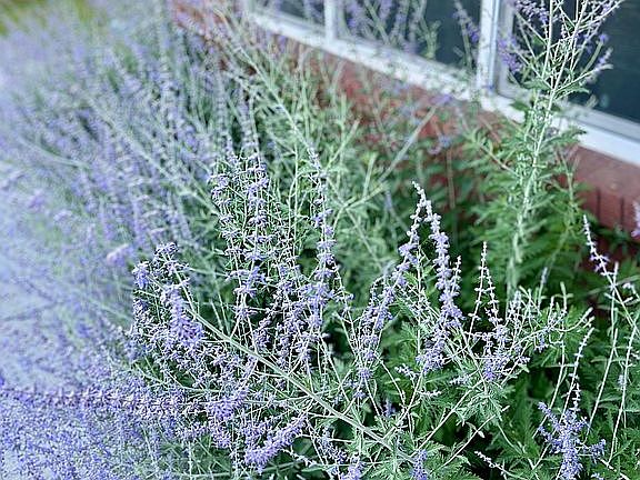 Russian Sage