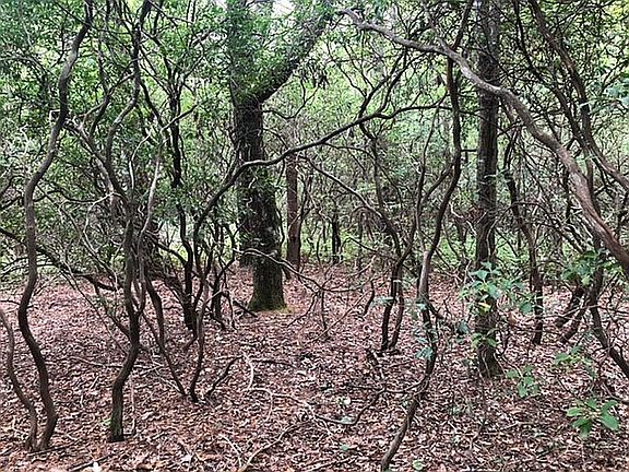 Typ. Interior @ btm. of lot