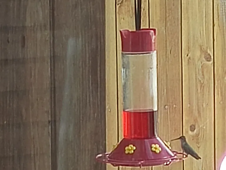 More seasonal birds, Hummingbirds.