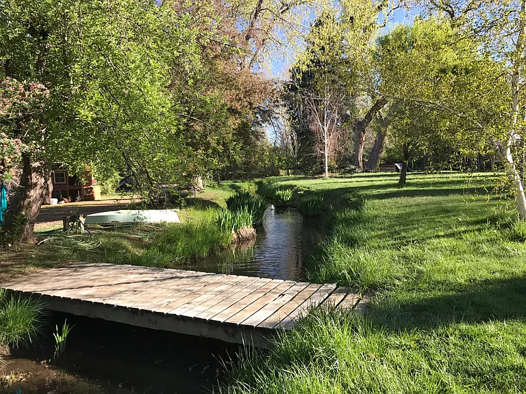 Backyard in Summer