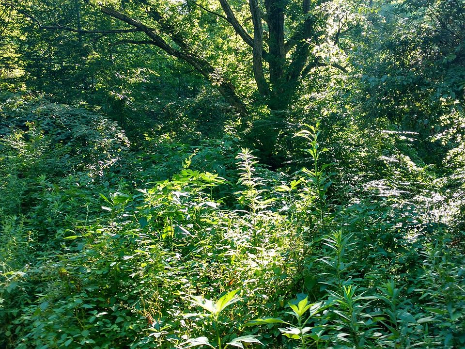 2nd image of 0 Reed Howard Ln