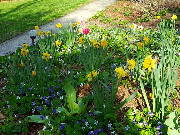 Flowers spring & summer!