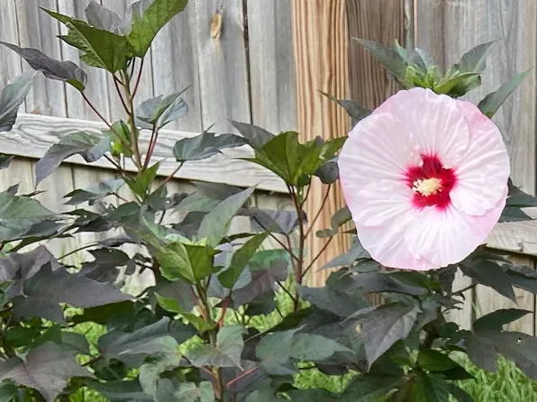 102 Long Ave, Schaumburg, IL 60193