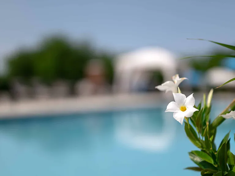 Poolside view