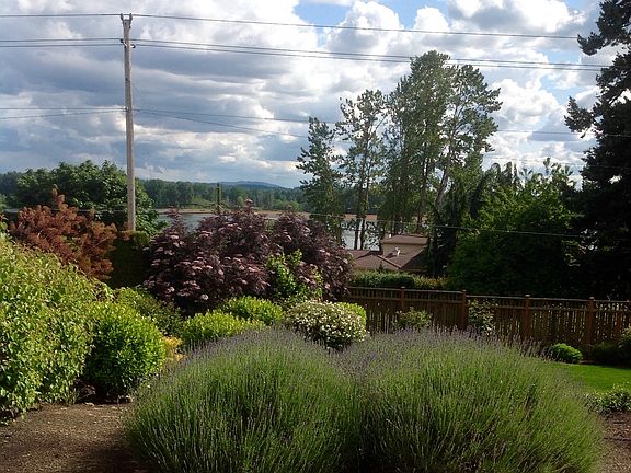 Lavender in Yard
