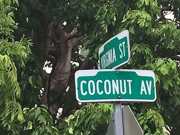 Coconut Ave Paradise