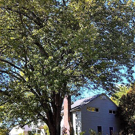 Mature Maples on Property