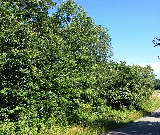 4th image of Forest Dr