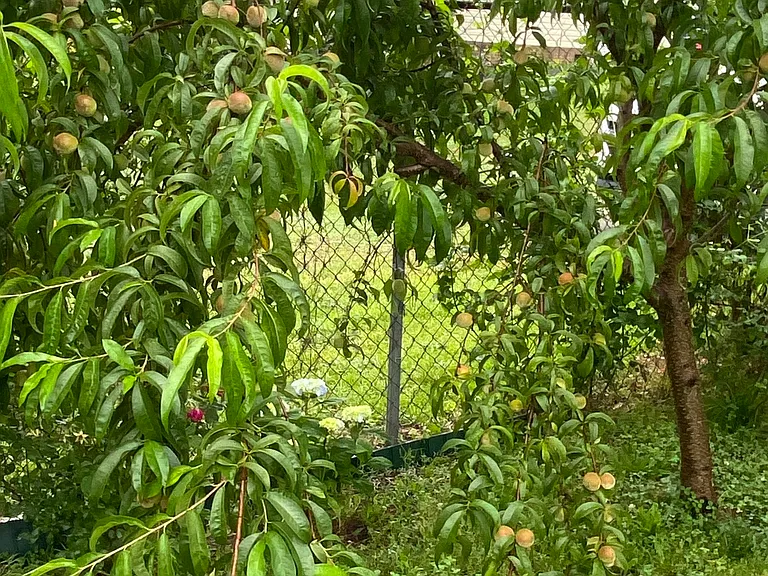 Peaches